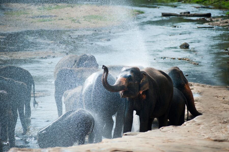 Sri Lanka elephants at a river